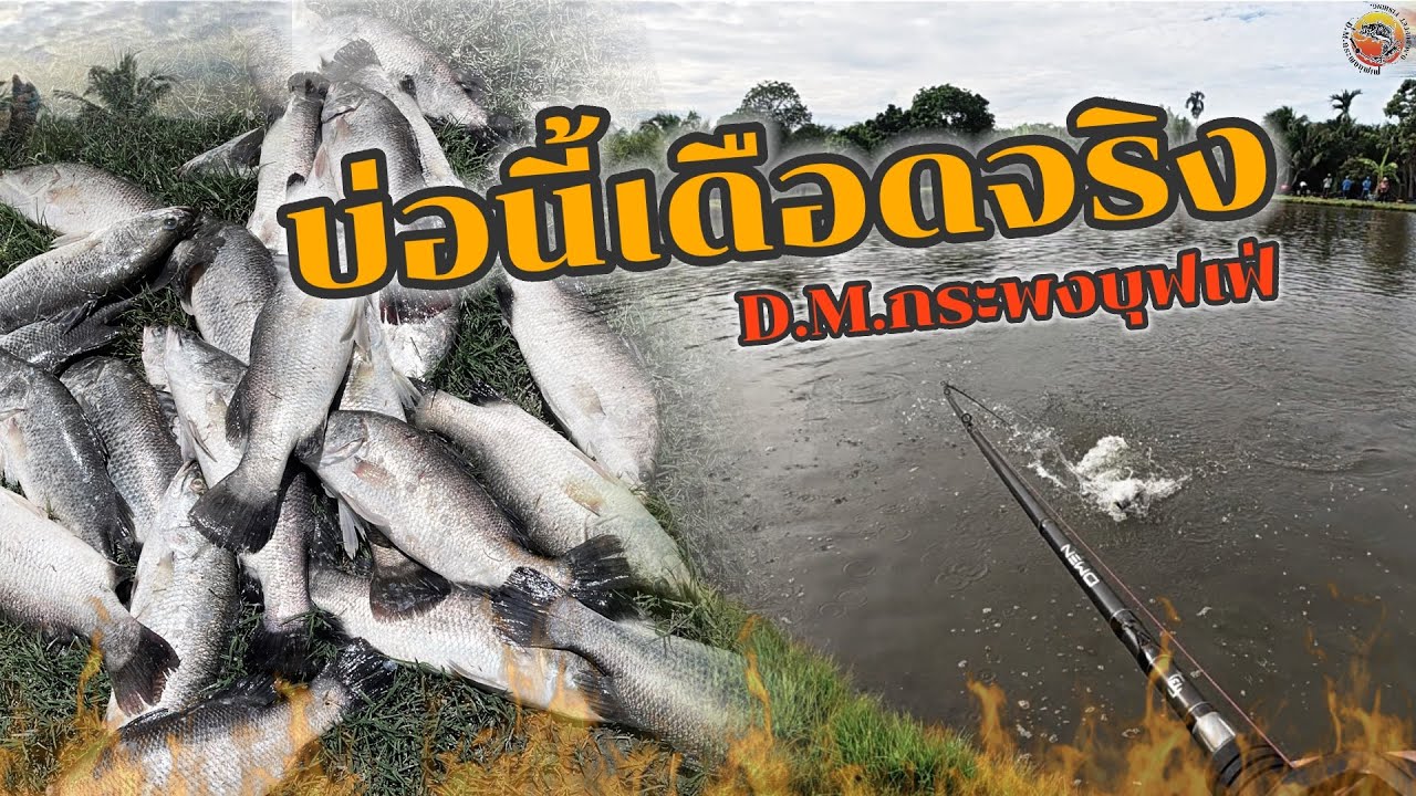 ครั้งแรกที่บ่อ D.M. แมตซ์กระพง500โล นานๆจะเจอบ่อเดือดๆแบบนี้ น้ำเช้า17หาง ครึ่งวันกลับบ้าน รวยยยยยย