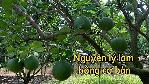 Nguyên lý làm bông cơ bản của bưởi da xanh | Phần 1