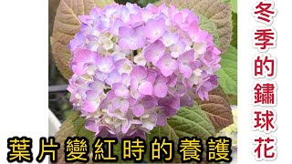 【天天小花農】冬季時的鏽球花，葉片變紅的原因及如何養護