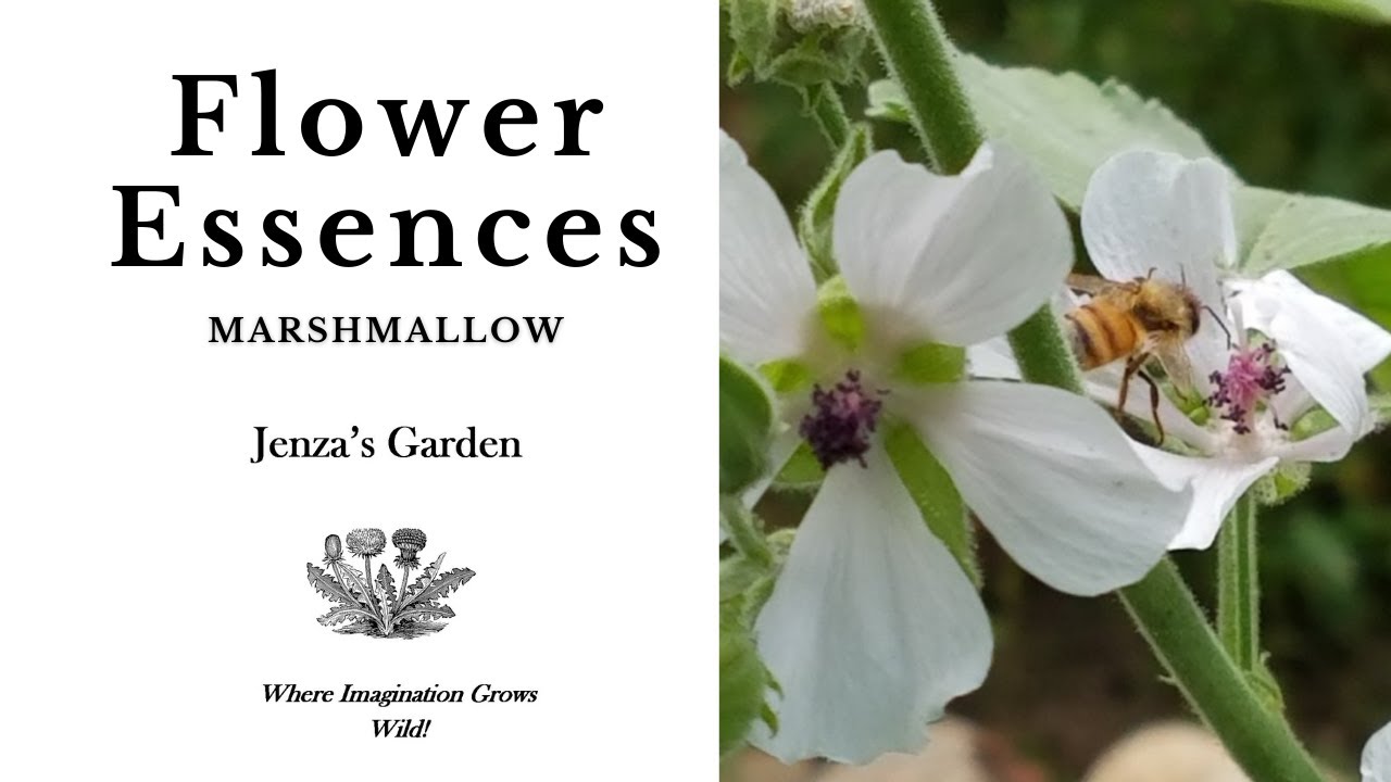 Mallow Flower Essence YouTube
