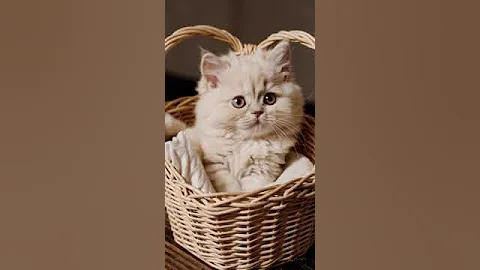 Watch the video about The cute baby kittens | cute video #cute #cat #animals