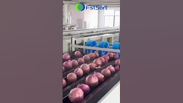 Onion potato sorting and grading machine,vegetable grader machine,onion processing plant