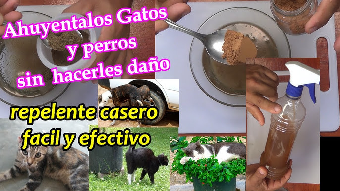 Cómo ahuyentar gatos callejeros?