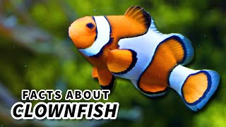 Clownfish Facts: the FISH from FINDING NEMO (sort of) 🐠