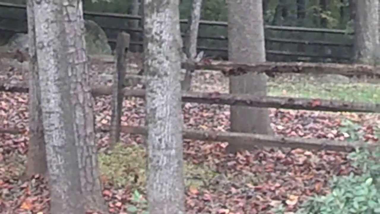 mike vazquez Whitetail deer in Huntersville, NC