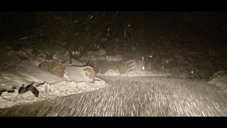 ☃️Snowing Good and Steady⛷️in Big Bear Lake, CA. Spring Snow Storm. Starting to Accumulate. 4/13/24