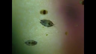 Weird Creatures - Grazing