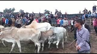 Lieh pasyih vs Lomshken