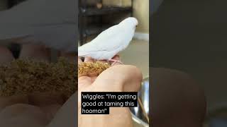 #untamed #wiggles #red #eyes #albino #proud of her #pet #giant #human #shortfeed #shorts screenshot 3