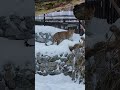 Why Leopards Are Invisible Hunters