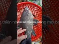 CÁ ÉT SÔNG - ĐẶC SẢN CÁ SÔNG THIÊN NHIÊN AN GIANG