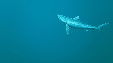 Tiger shark swimming (Blender animation test)