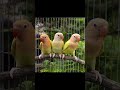 Aqua Ino Opline Lovebirds Trending demanding mutations #africanlovebirdbreeding #lovebirds #birds