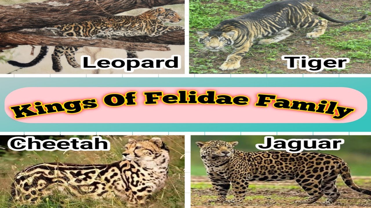 Video 3| Kings Of Felidae Family| Interesting Facts 