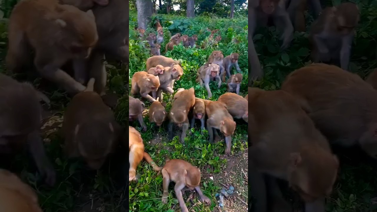 very hungry monkey feeding 🐒🐒 