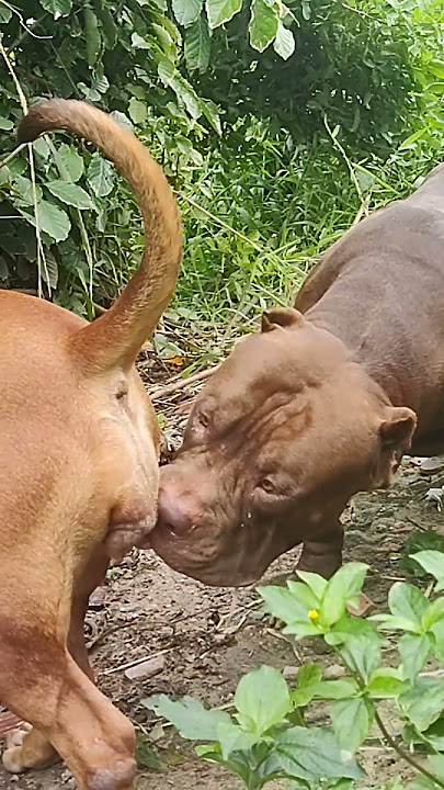 pitbull best girl #LEKTHEBESTKENNEL