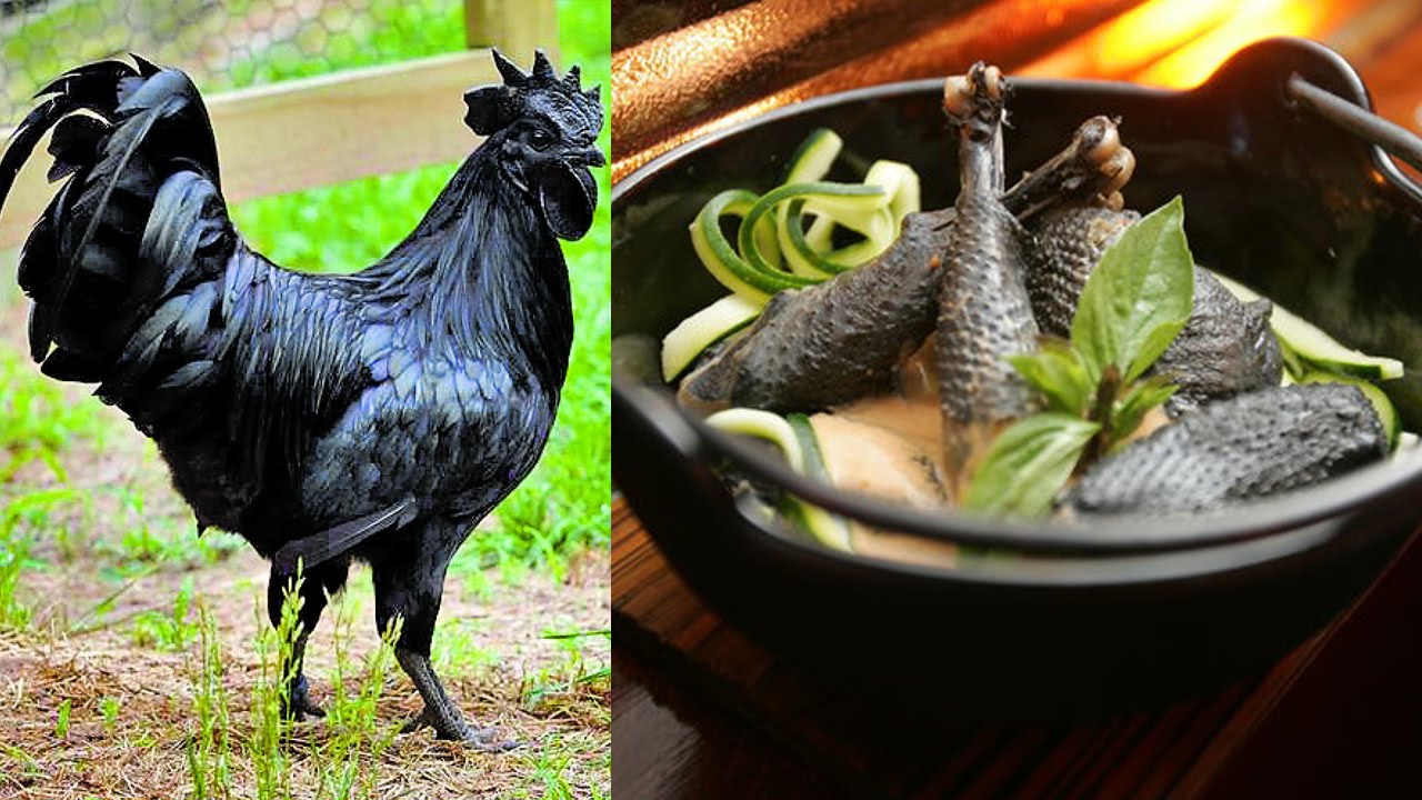 Amazing Health Benefits of Karinkozhi കരിങ്കോഴിയുടെ ഇറച്ചിയും