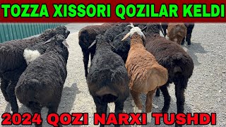 2024 QOZILAR NARXI TUSHDI SHOSHLING☎️90-300-74-75