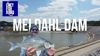 Fishing the Meldahl Dam (OHIO RIVER)