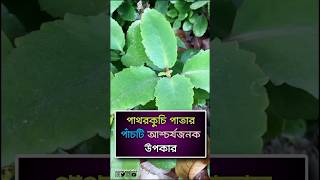পথরকচ পত আশচরযজনক ৫ ট উপকরত