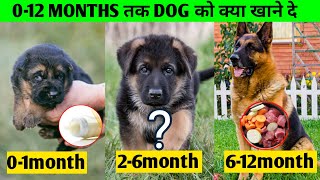Dog 0-12 Months तक क्या खाने दे : puppy ko kya khilna chahiye by At Mix 644 views 9 days ago 8 minutes, 53 seconds