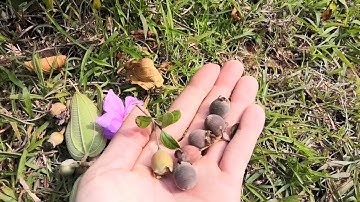 Phân biệt SIM và MUA