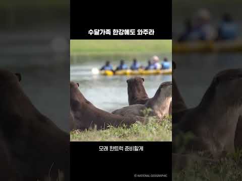 수달가족 한강에도 와주라