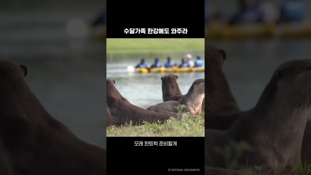 수달가족 한강에도 와주라