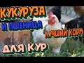 Кукуруза и пшеница - лучший корм для кур .