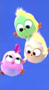 Burung angry bird yg lucu