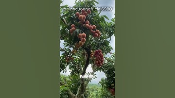 Vải Thiều Lục Ngạn Bắc Giang to chà bá