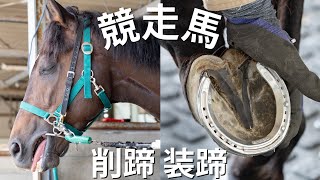 競走馬の削蹄・装蹄作業#78 Hoof Restoration Farrier - YouTube