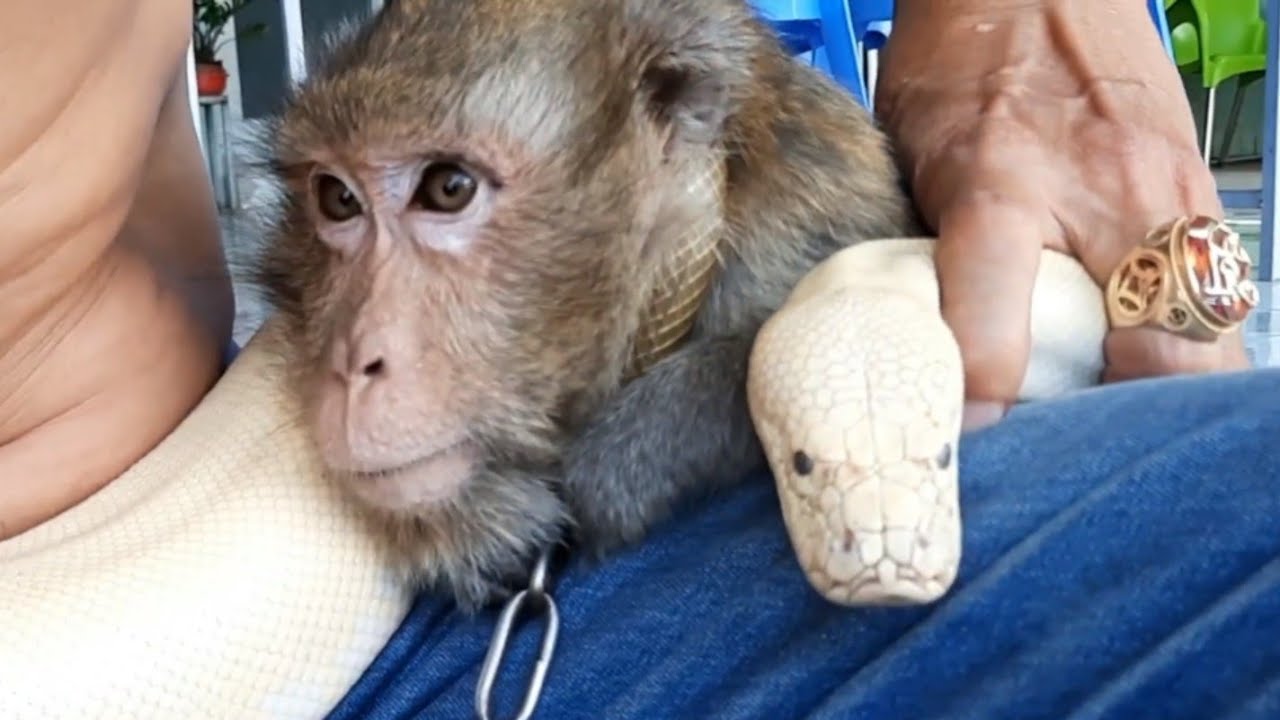 White Python VS Monkey - YouTube