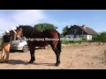 цыганские лошади на канале romadrab