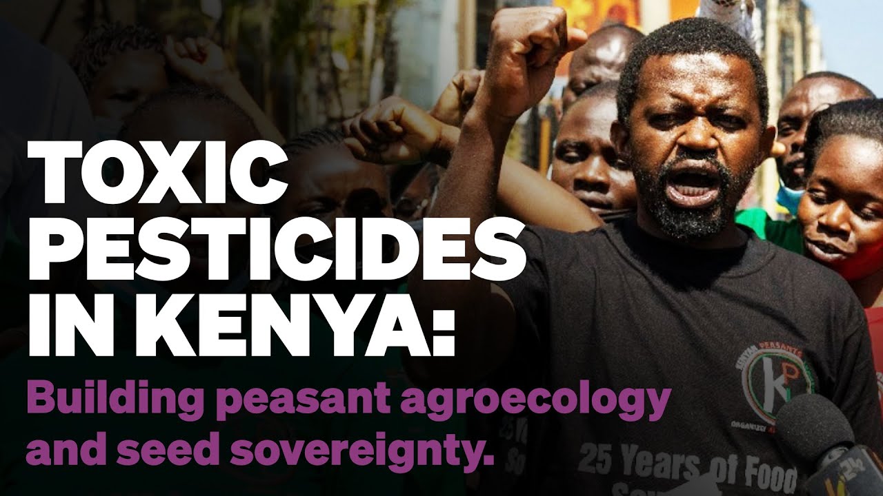 Toxic pesticides in Kenya Building peasant agroecology & seed