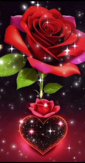 Beautiful Red Rose 🌹🌹🌹#shorts