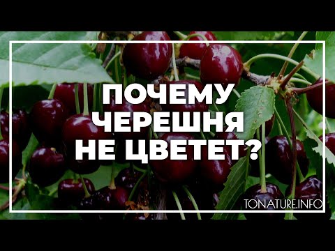 Почему черешня не