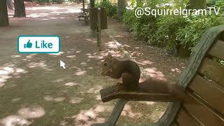 New young squirrel 🐿️ jumped on my lap