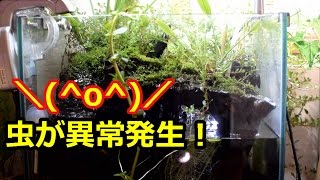虫が異常発生 アクアテラリウム 地底湖レイアウト Youtube