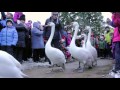 Swan Parade 2016