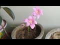 🌸 Meesho Se Khareede hue Rain Lily Bulbs Ki Germination Aur Flowering 🌸 meesho seeds, plant bulbs