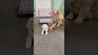 The owner used a trick to trick the two puppies into the cage