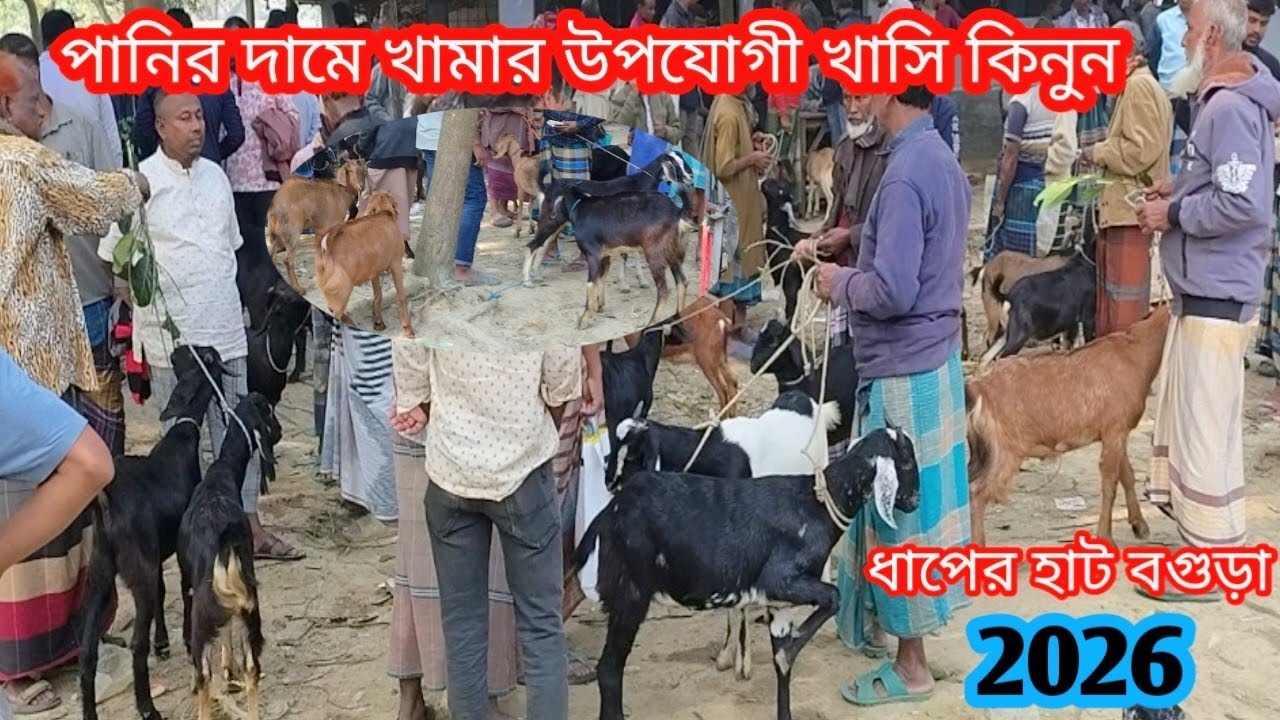 অল্প বাজেটে খামারের জন্য সেরা মানের খাসি ছাগল কিনুন||ধাপের হাট বগুড়া||ছাগলের দাম দর-২০২৬||Goat price