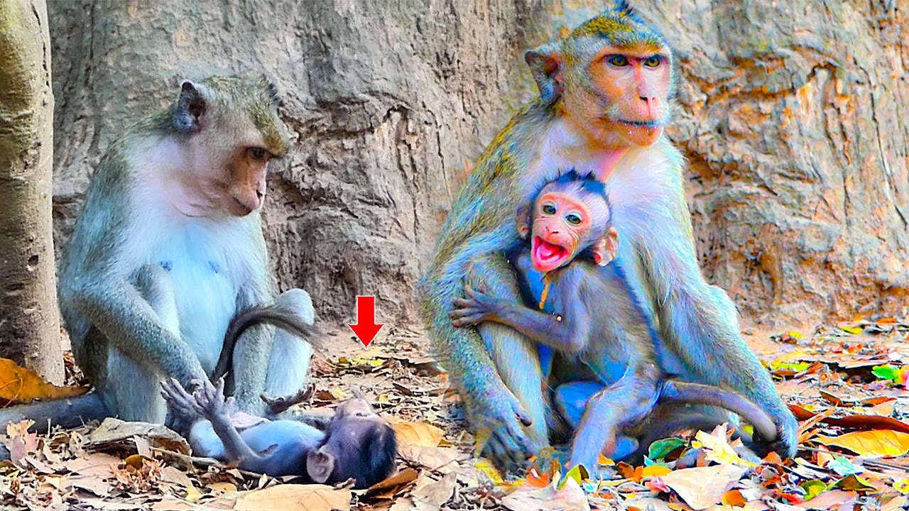 Breaking heart to see..!! K-idnapper does not allow skinny baby Jester to get milk from mom Jinx.