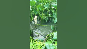 Câu cá rô đồng dính cá cở lớn #shorts (video) #giaitri