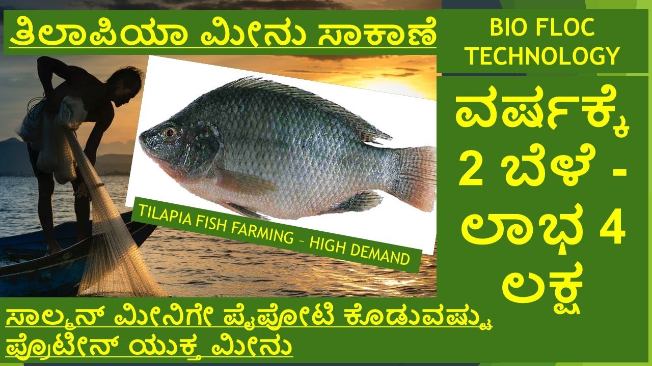 ತಿಲಾಪಿಯಾ ಮೀನು ಸಾಕಾಣೆ#Tilapia #FishFarming #Bioflocfishfarming #Tilapiafishfarminginkannada