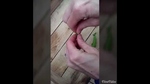 Super-easy sugar snap de-stringing!