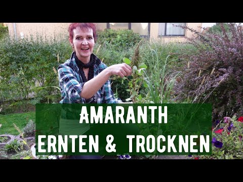 Video: Wie man Amaranth erntet – Tipps zur Ernte von Amaranth-Körnern