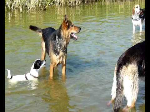 Badespass mit Hunden auf Rgen *** Beach with dogs ...