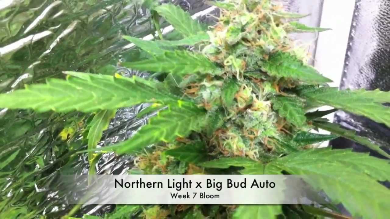 Autoflower Marijuana under LEDs (3 Autoflower Cannabis, under LED grow lights)